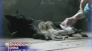 Adorable Liger Cubs Nursed By Dog